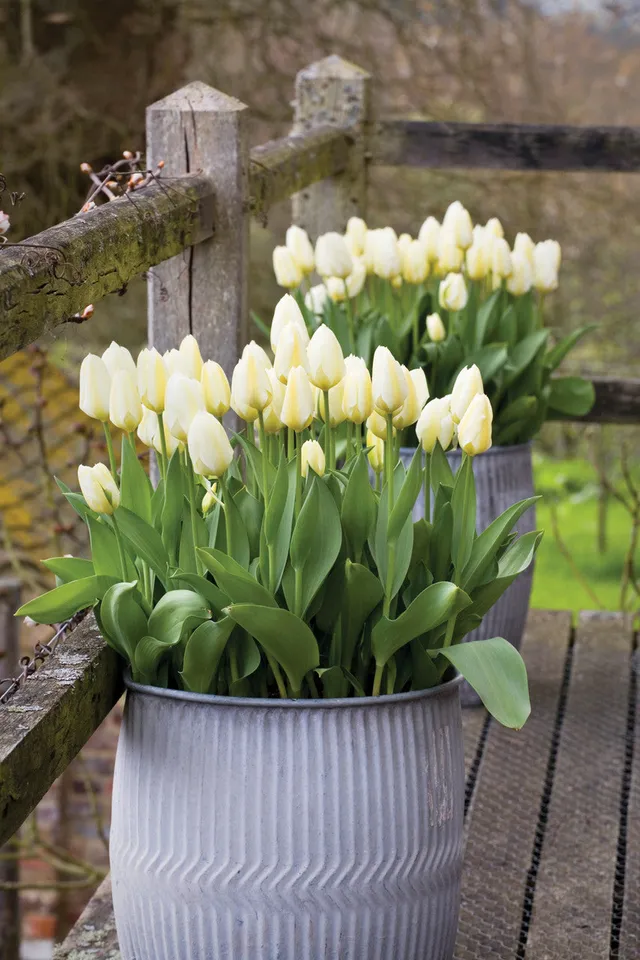 Sarah Raven Bulbs Tulpe Purissima Blumenzwiebeln 10 Stück cremeweiß