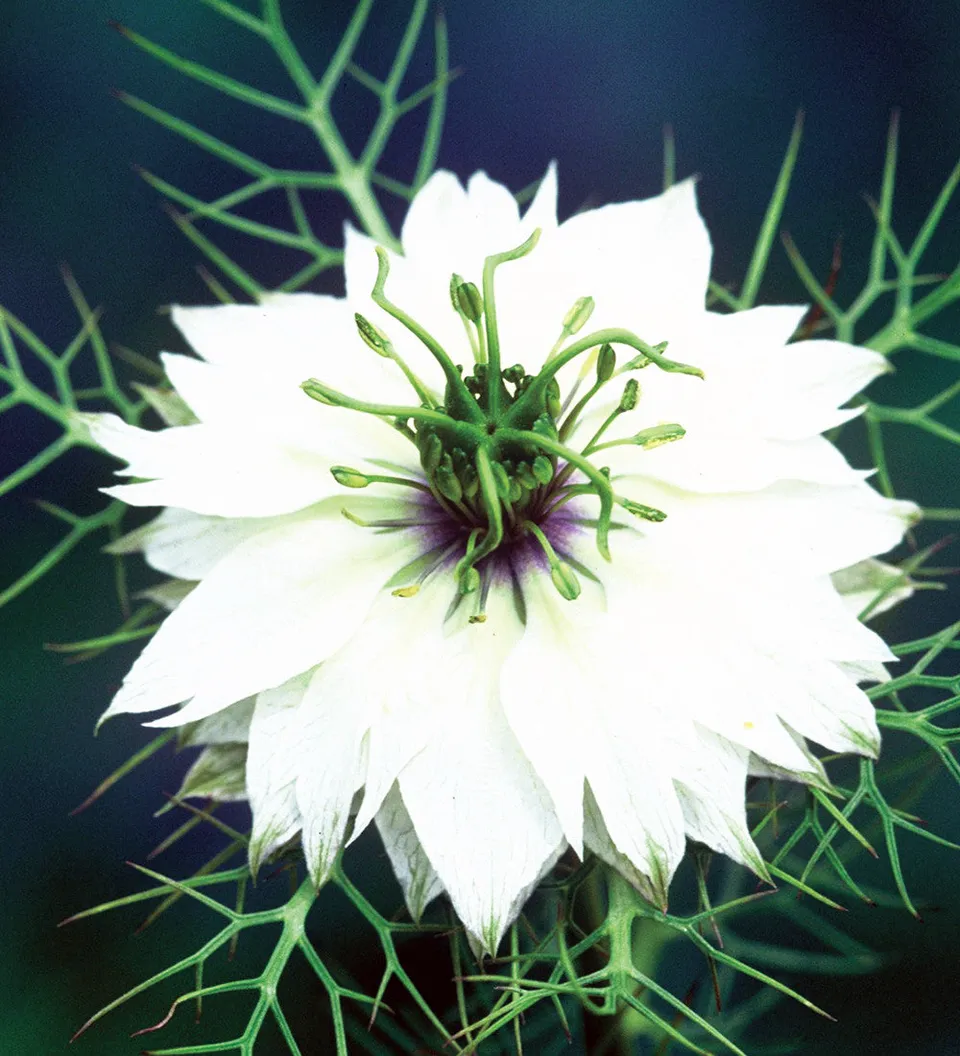 Sarah Raven Seeds Nigella Miss Jekyll Alba Samen 400 Samen weiß