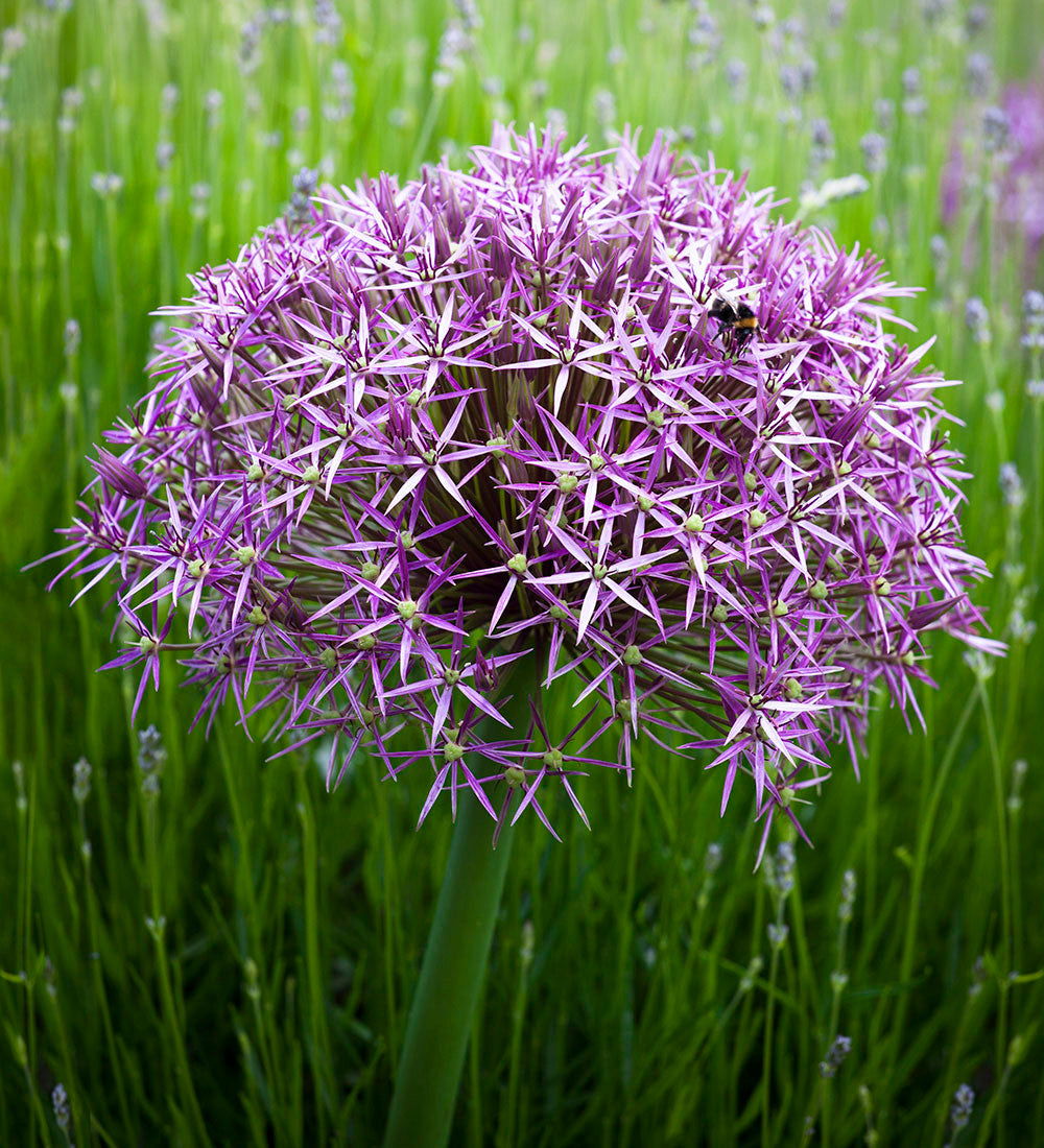 Sarah Raven Bulbs Allium cristophii Zwiebeln 15 Zwiebeln lila