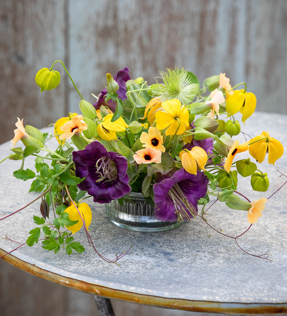 Sarah Raven Plants Clematis Bill Mackenzie Pflanze 2 Liter