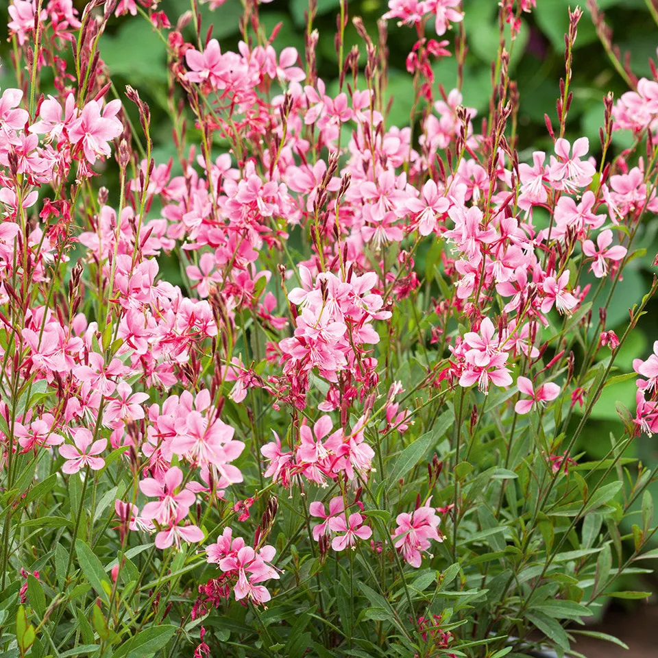 Sarah Raven Seeds Gaura Emmeline Pink Samen 10 Samen rosa