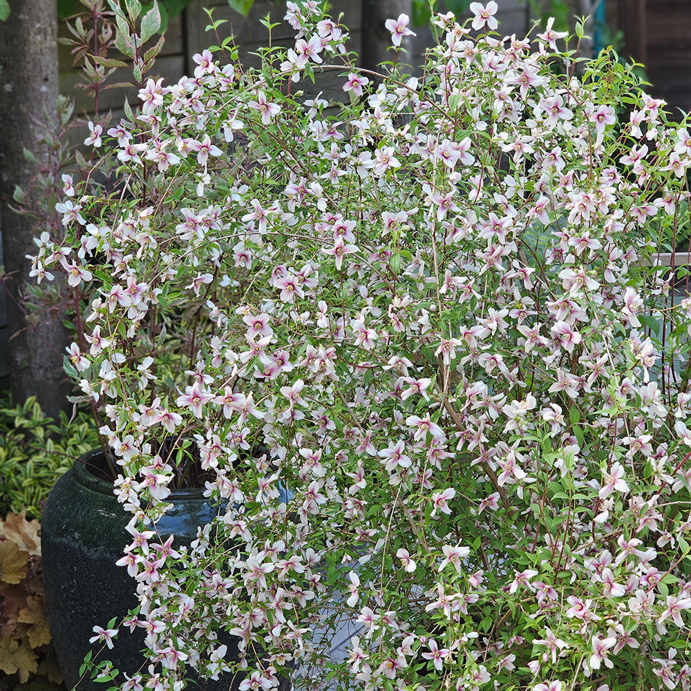 Sarah Raven Plants Philadelphus Petite Perfume Pink Pflanze 2L Topf rosa