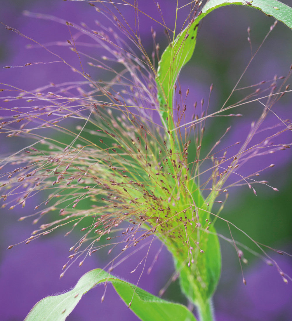 Sarah Raven Panicum Sparkling Fountain Samen 25 Stück Ziergras