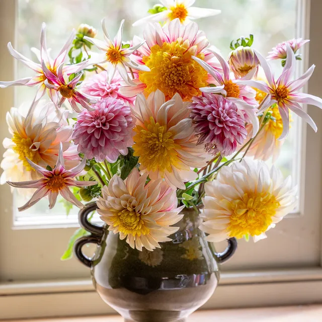 Sarah Raven Paris Dahlia Collection Knollen 3 Knollen gelb