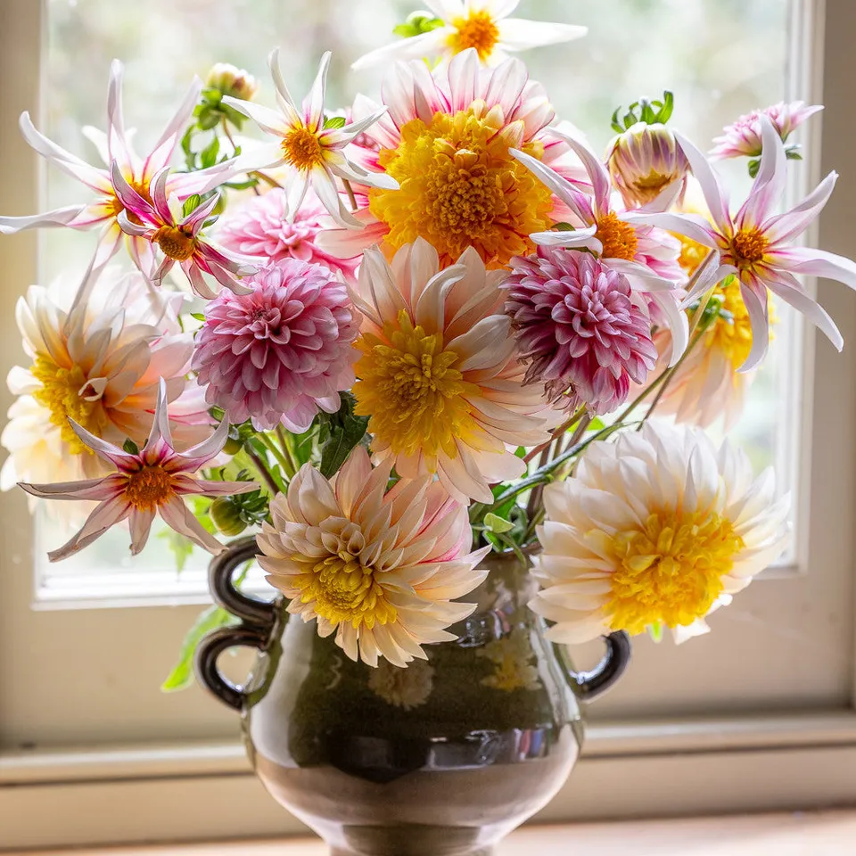 Sarah Raven Paris Dahlia Collection Knollen 3 Knollen gelb
