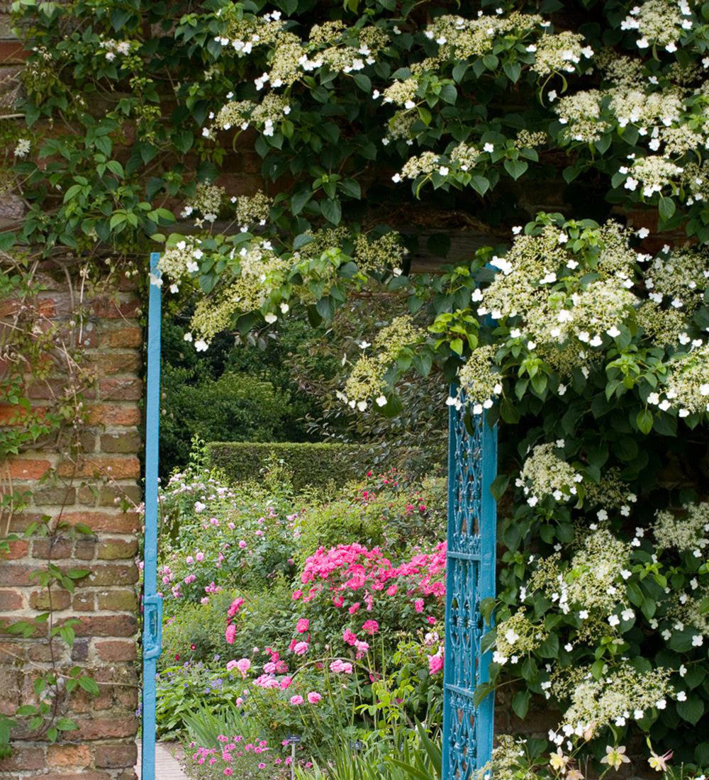 Sarah Raven Plants Hydrangea petiolaris Kletterhortensie 2 Liter Schatten