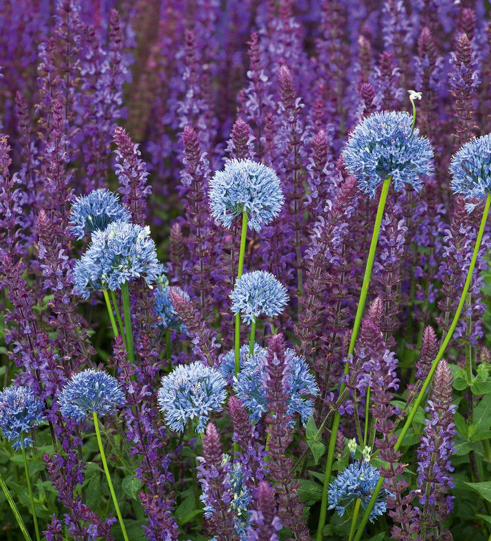Sarah Raven Ostfriesland Salvia nemorosa Staude 3 x 9cm violett