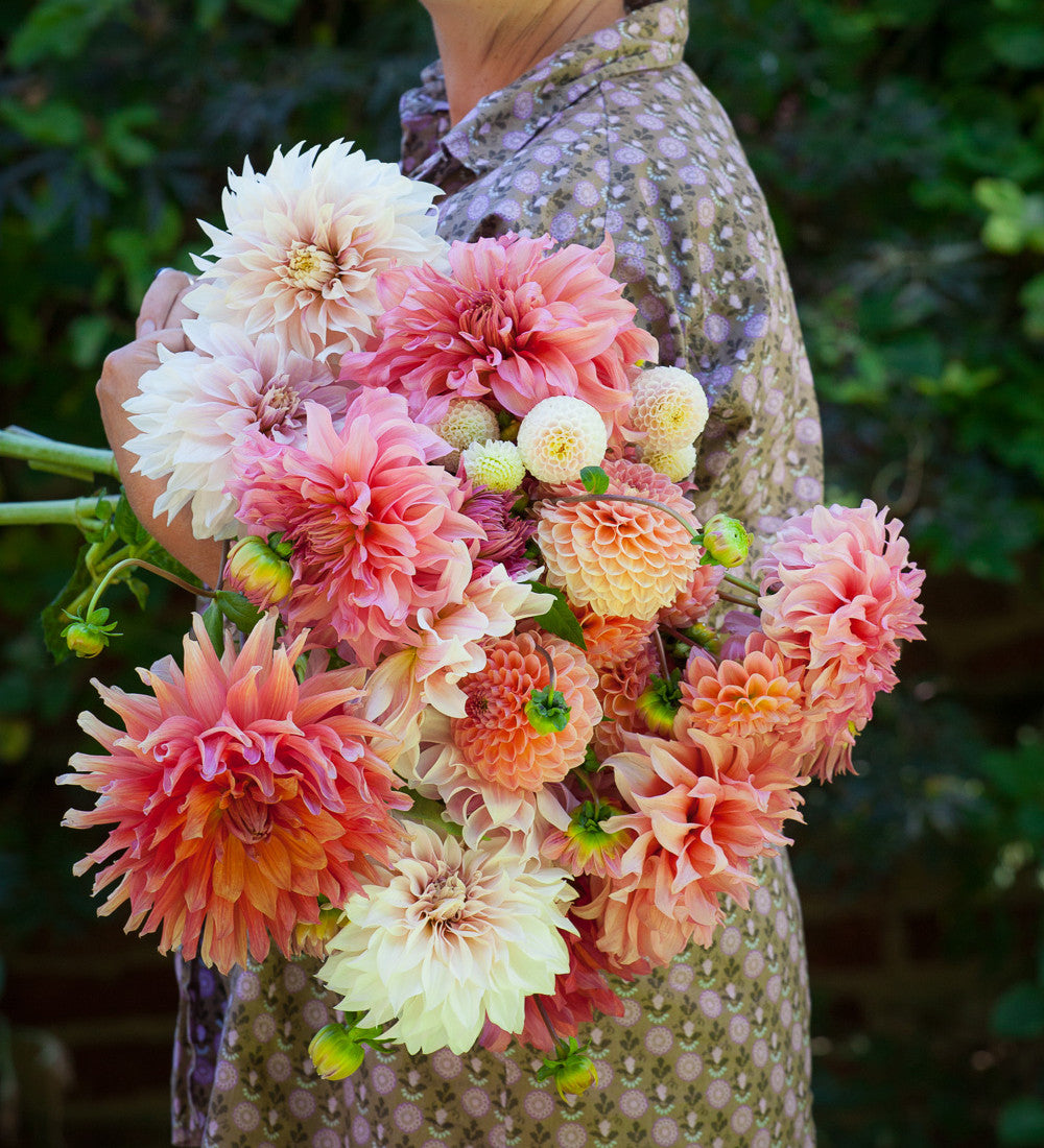Sarah Raven Bulbs Rubens Dahlien Kollektion Dahlienknollen 5 Knollen essbar