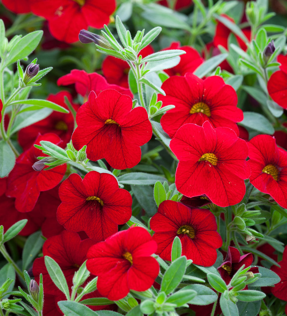 Sarah Raven Plants Calibrachoa Cabaret Double Red Pflanze 3x9cm rot