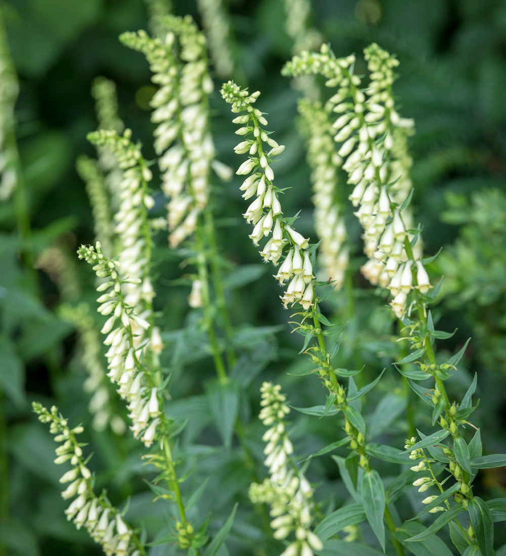 Sarah Raven Plants Digitalis lutea Fingerhutsamen 1000 Samen halbschattig