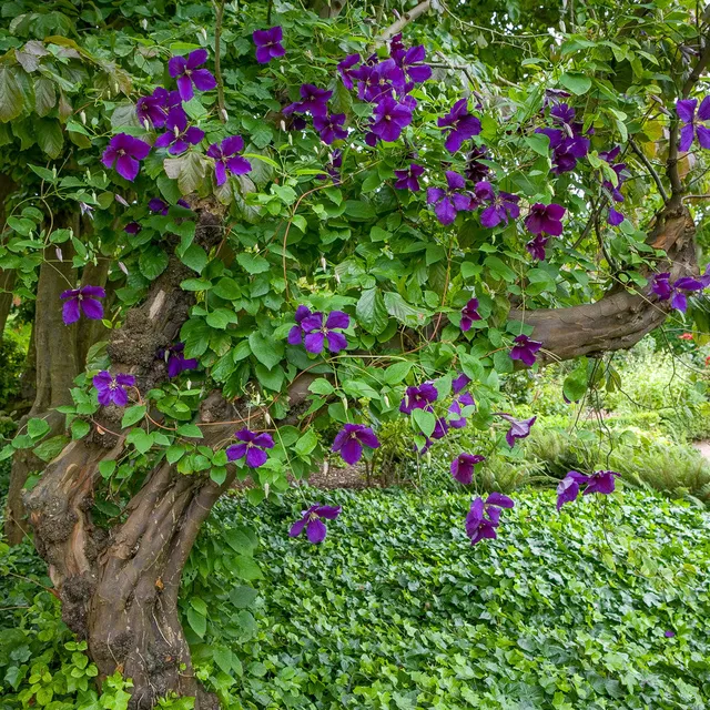 Sarah Raven Plants Clematis Jackmanii Pflanze 2L lila