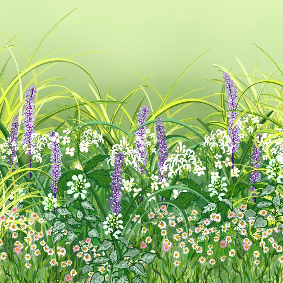 Sarah Raven Plants Bodendecker Border Collection 18x 9cm Topf