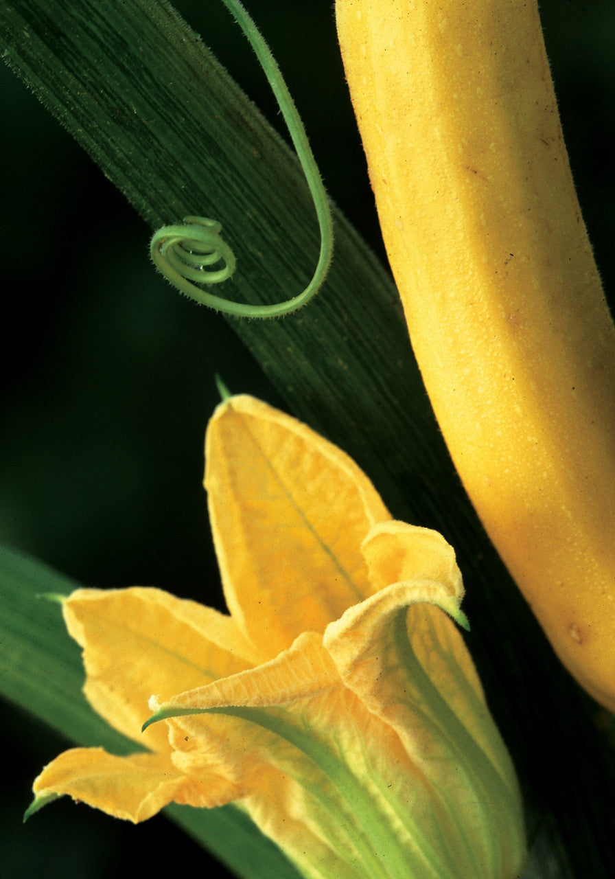 Sarah Raven Courgette Soleil F1 Zucchinisamen 8 Samen