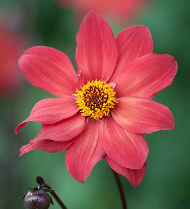 Sarah Raven Bulbs Dahlia Schipper's Bronze Knolle 1 Knolle kupfer