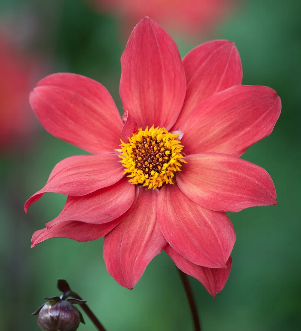 Sarah Raven Bulbs Dahlia Schipper's Bronze Knolle 1 Knolle kupfer