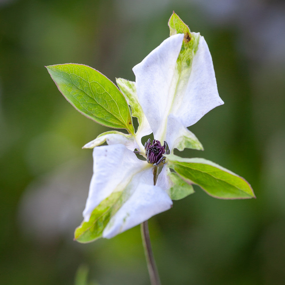 Sarah Raven Plants Clematis viticella Alba Luxurians Pflanze 2L Weiß