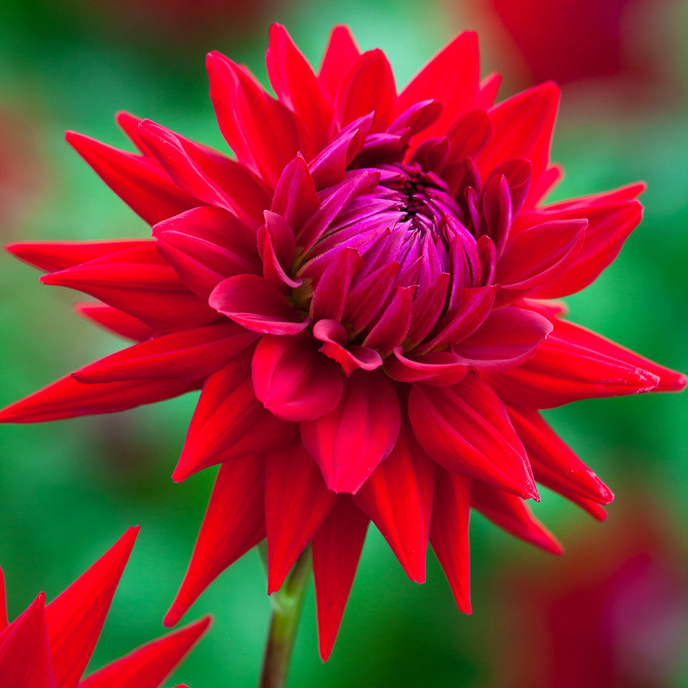 Sarah Raven Bulbs Dahlie Wittemans Superba Knolle Rot