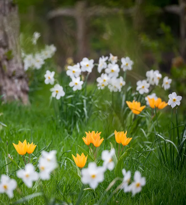 Sarah Raven Bulbs Tulip Narcissus Collection Blumenzwiebeln 40 Stück Wiese