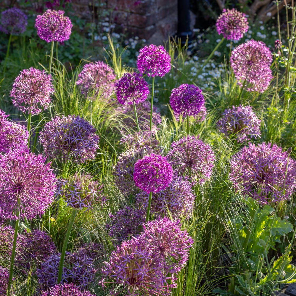 Sarah Raven Bulbs Rockets Sparklers Allium Blumenzwiebeln 45 Stück AGM
