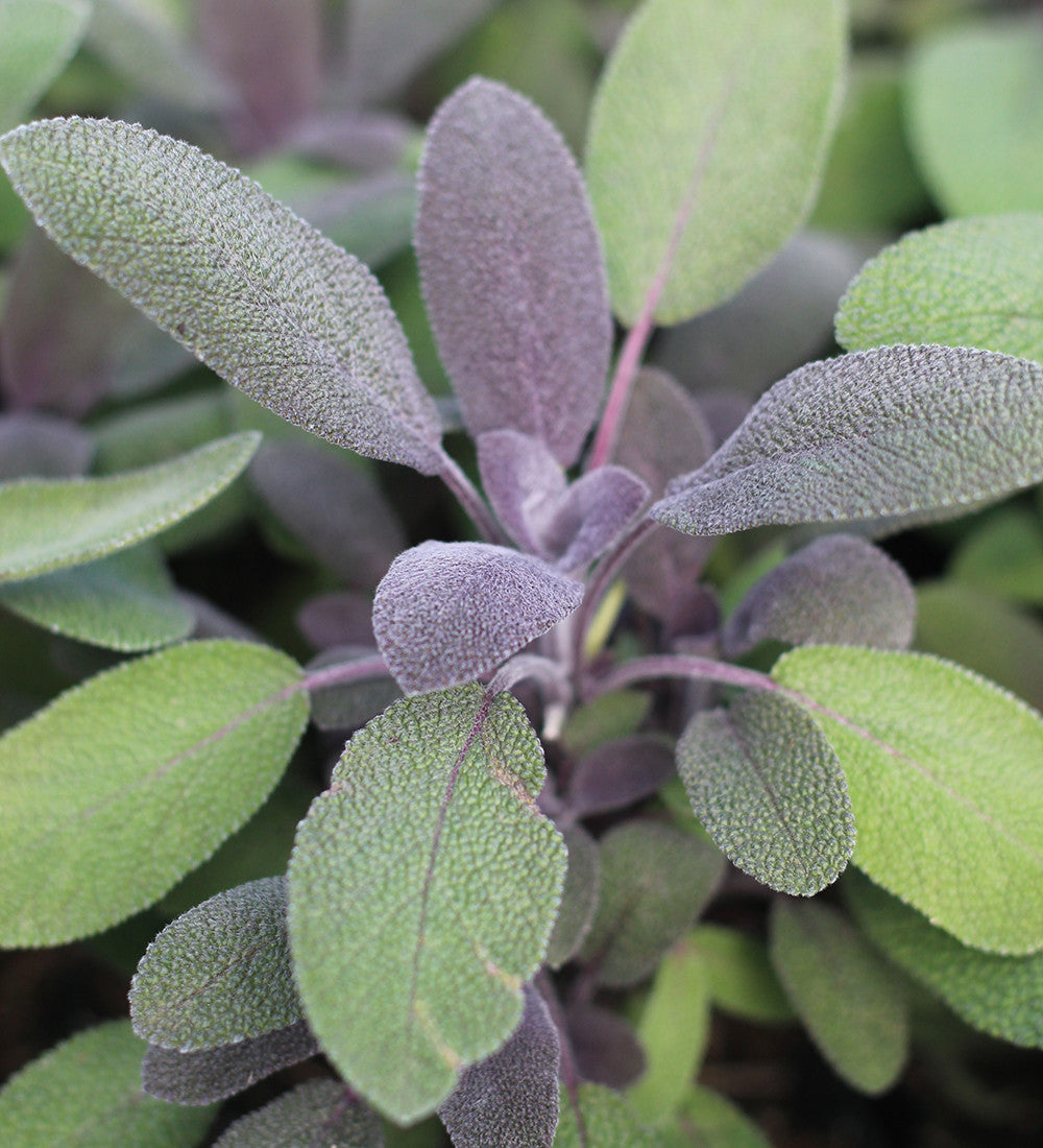Sarah Raven Seeds Purple Sage Salbeipflanze 2-Liter-Topf wintergrün