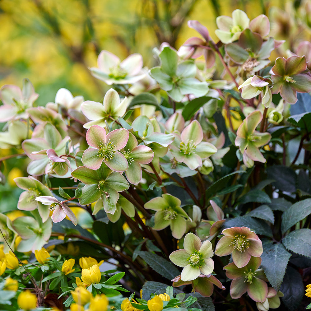 Sarah Raven Plants Helleborus Guess Pflanze 1x2L Topf gelb
