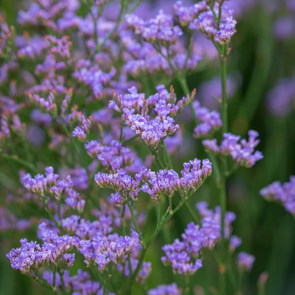 Sarah Raven Plants Limonium Dazzle Rocks Pflanze 3x 9cm mauve