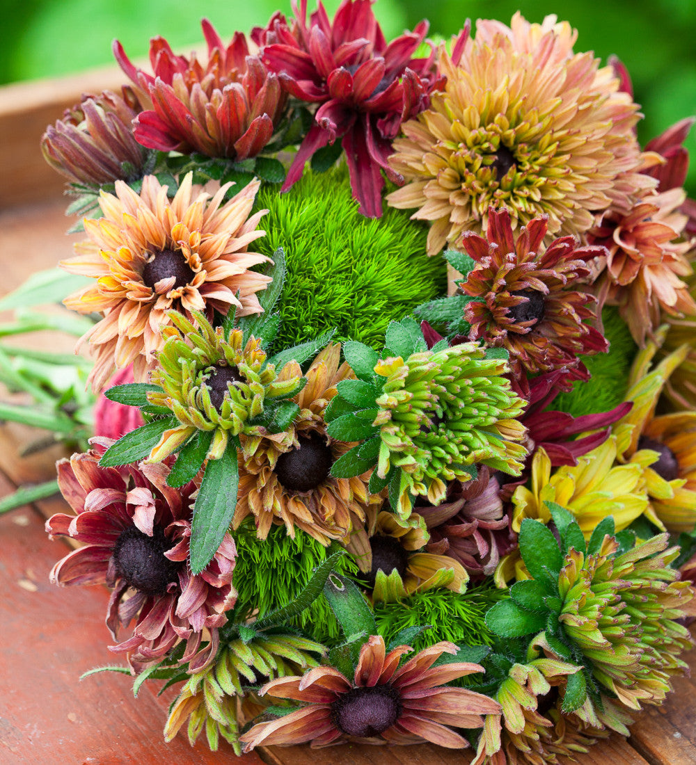 Sarah Raven Seeds Rudbeckia Sahara Mix Blumensamen 50 Samen Herbst