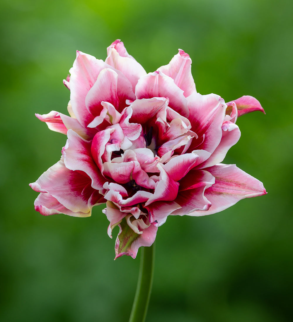 Sarah Raven Bulbs Tulip Sarana Blumenzwiebeln 10 Stück rosa