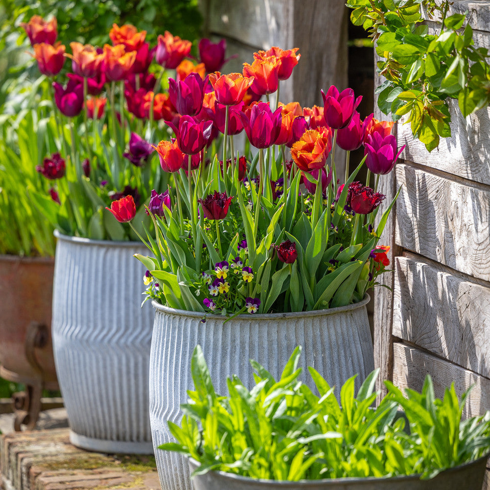 Sarah Raven Bulbs Chelsea Tulpen Kollektion Zwiebeln 30 Stück rot