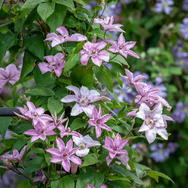 Sarah Raven Plants Clematis Hagley Hybrid Pflanze 2-Liter-Topf mauve