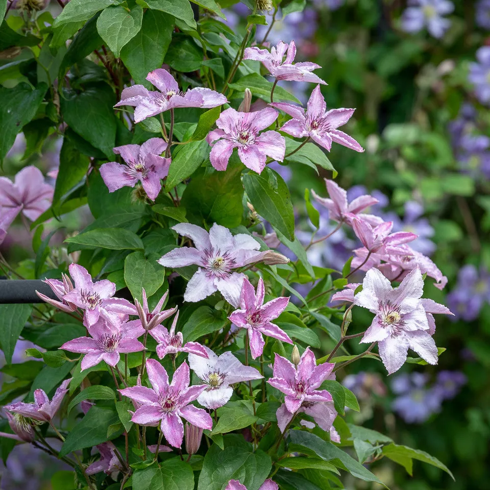 Sarah Raven Plants Clematis Hagley Hybrid Pflanze 2-Liter-Topf mauve