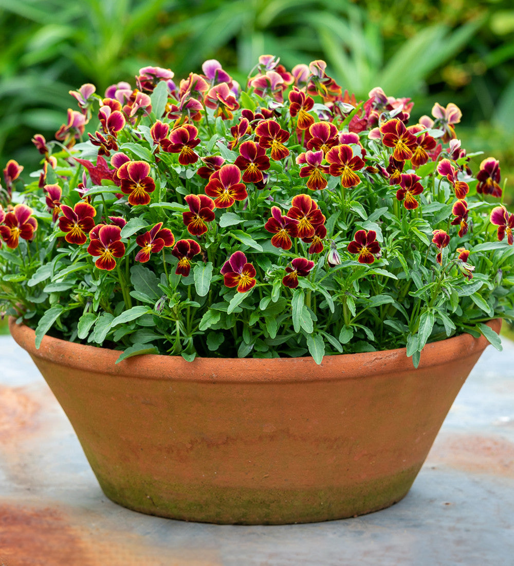 Sarah Raven Classic Terracotta Bulb Bowls Pflanzschale M 25cm
