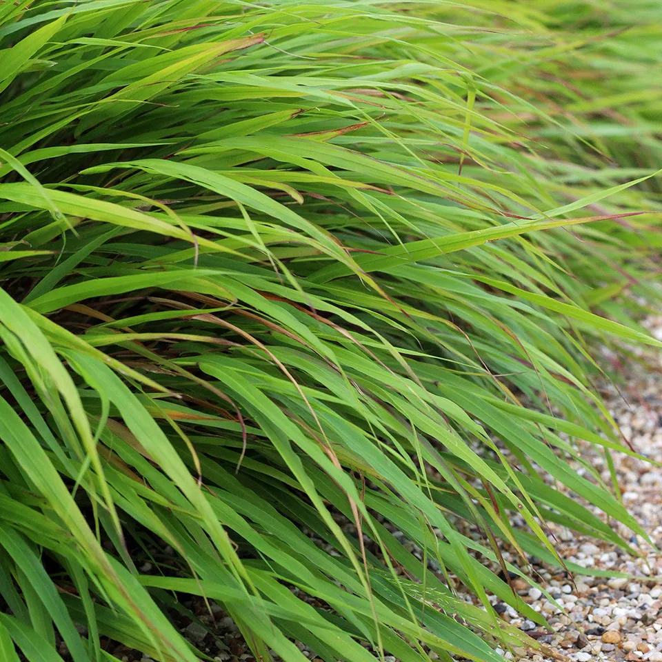 Sarah Raven Plants Hakonechloa macra Gras 3x 9cm Topf