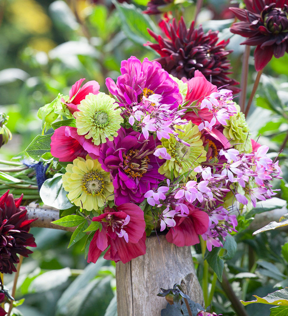 Sarah Raven Plants Zinnia Benary's Giant Purple 6x9cm Pink