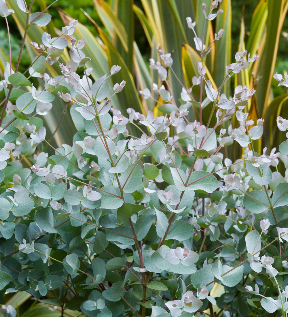 Sarah Raven Plants Eucalyptus gunnii Pflanze 2 Liter Topf silber