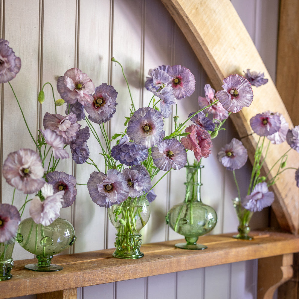 Sarah Raven Papaver Amazing Grey Mohnsamen 500 Samen grau