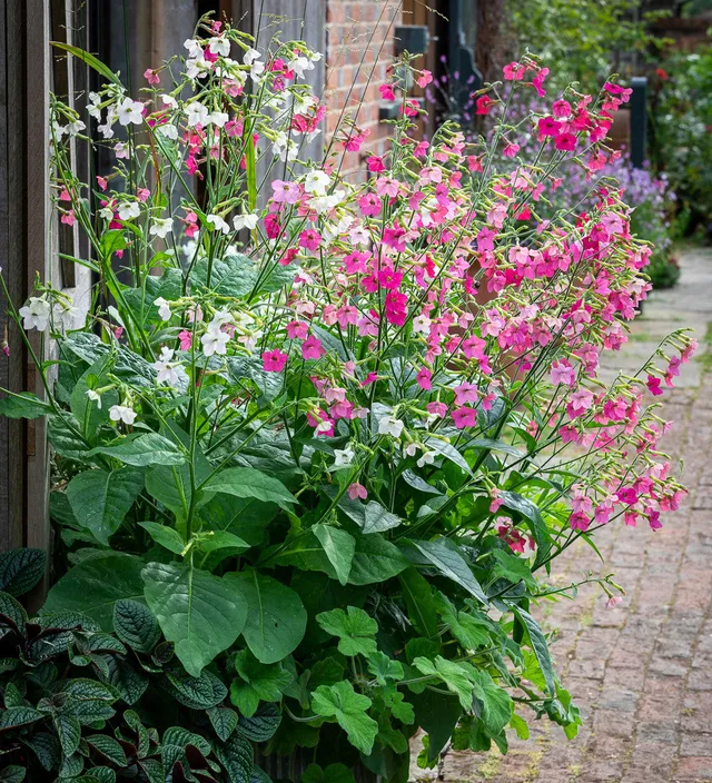 Sarah Raven Seeds Nicotiana Whisper Mixed F1 Blumensamen 20 Samen