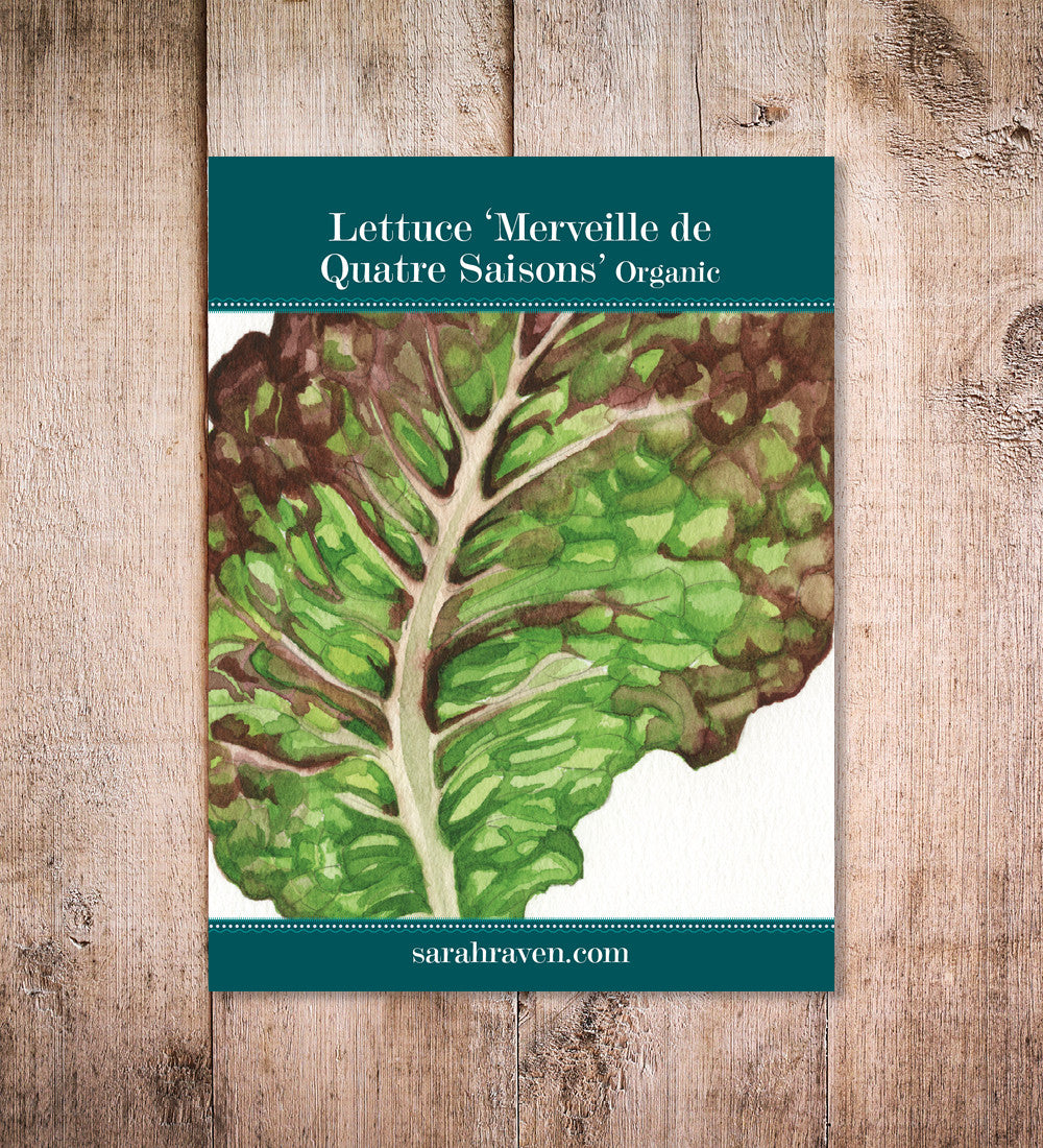 Sarah Raven Seeds Lettuce Merveille de Quatre Saisons Samen 500 bio