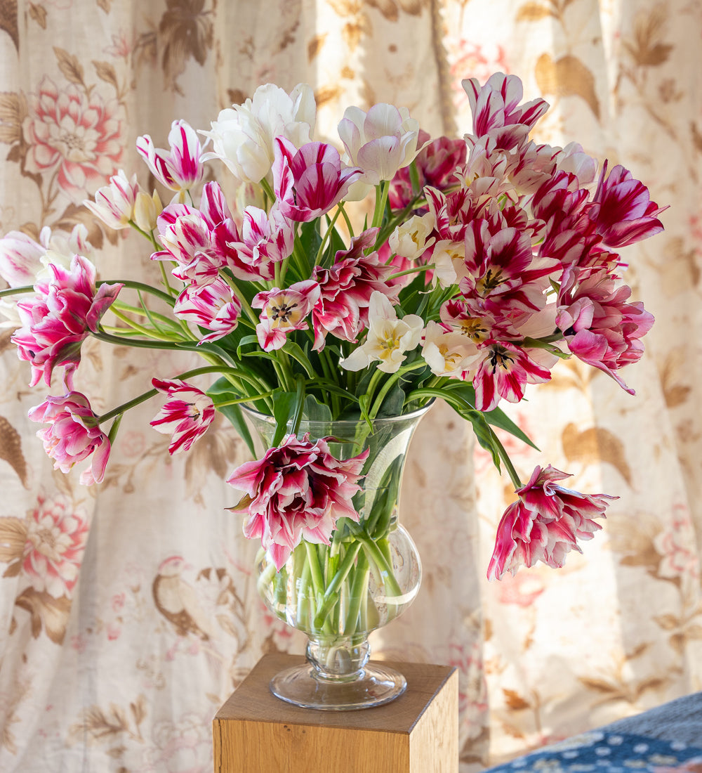 Sarah Raven Bulbs Vintage Chintz Tulip Blumenzwiebeln 30 Stück rosa
