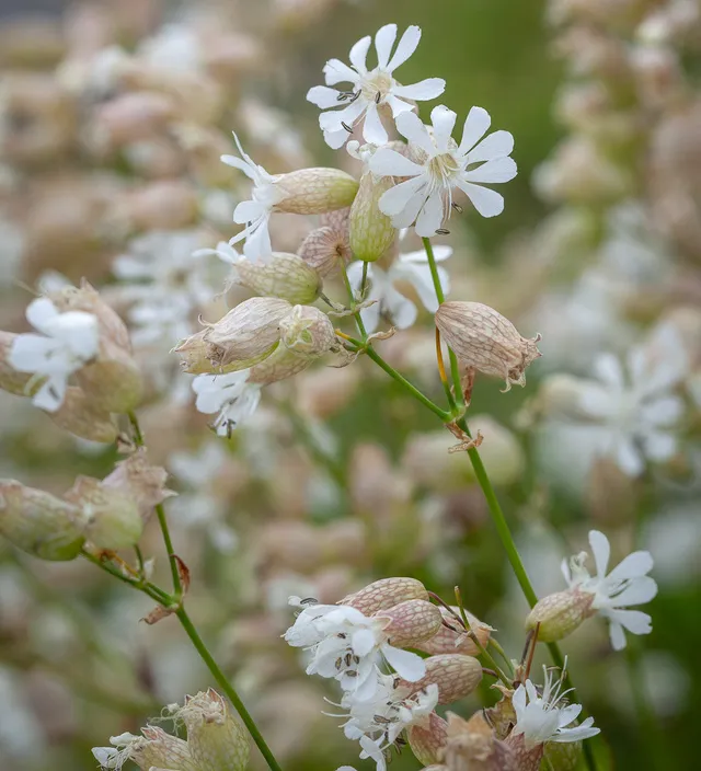 Sarah Raven Seeds Bladder Campion Silene vulgaris Samen 200 Stück