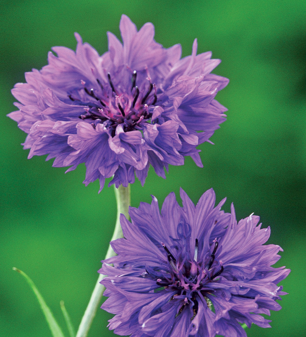 Sarah Raven Seeds Amethyst Sapphire Blumensamen 700 Samen Schnittblumen