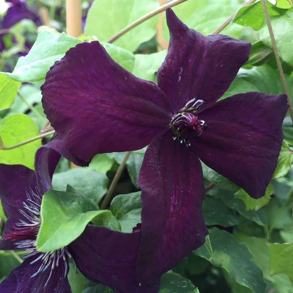 Sarah Raven Clematis Dark Eyes Kletterpflanze 2L-Topf violett