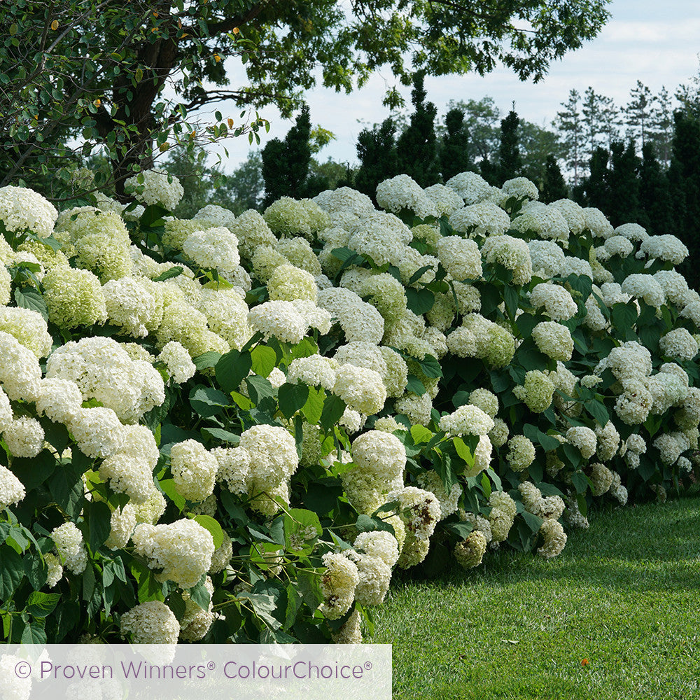 Sarah Raven Hydrangea Incrediball Hortensie 3L Topf weiß