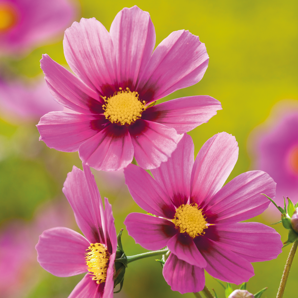 Sarah Raven Plants Pale Cosmos Collection Pflanzen 12x 9cm helle Mischung