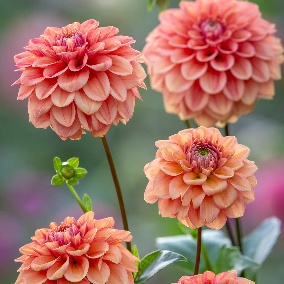 Sarah Raven Bulbs Dahlia Iced Tea Dahlie 3 Liter Topf pfirsich