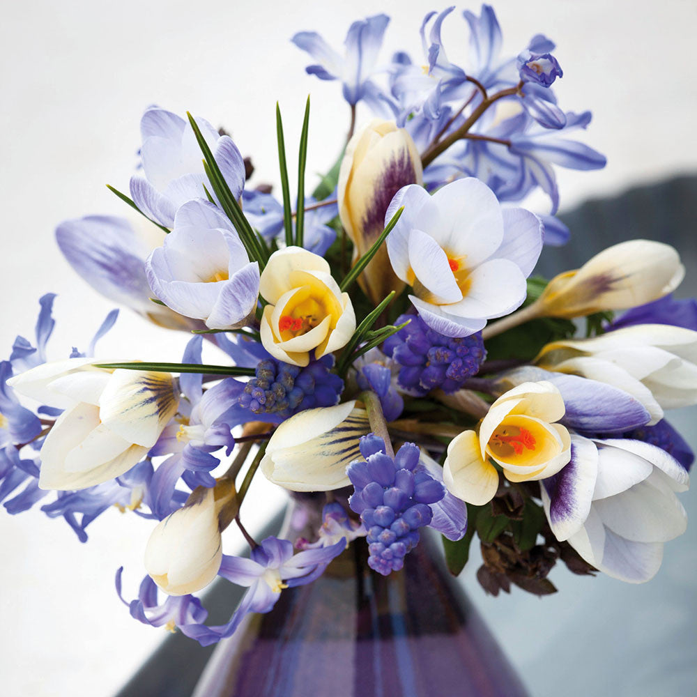 Sarah Raven Bulbs Ice Blue Crocus Collection Krokus 30 Knollen