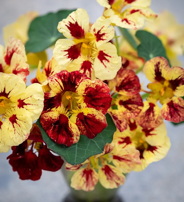 Sarah Raven Seeds Kapuzinerkresse Bloody Mary 25 Samen essbar