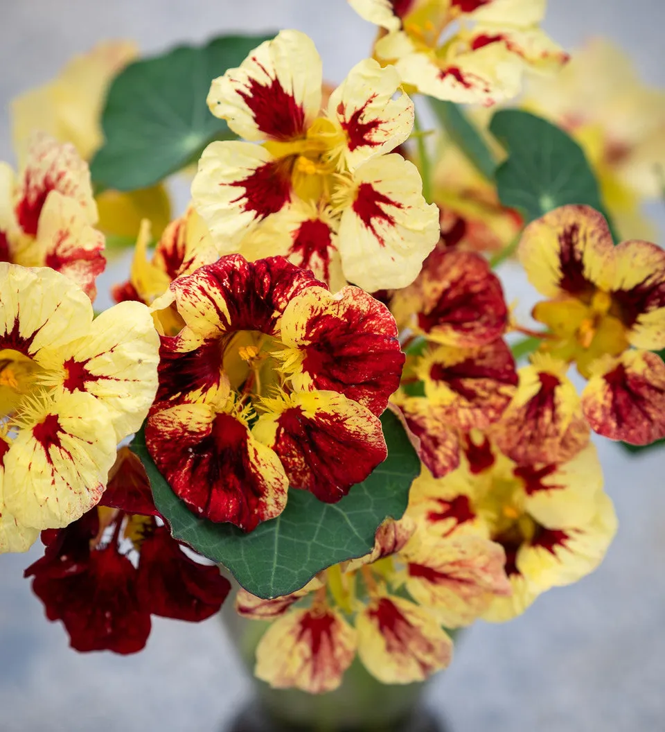 Sarah Raven Seeds Kapuzinerkresse Bloody Mary 25 Samen essbar