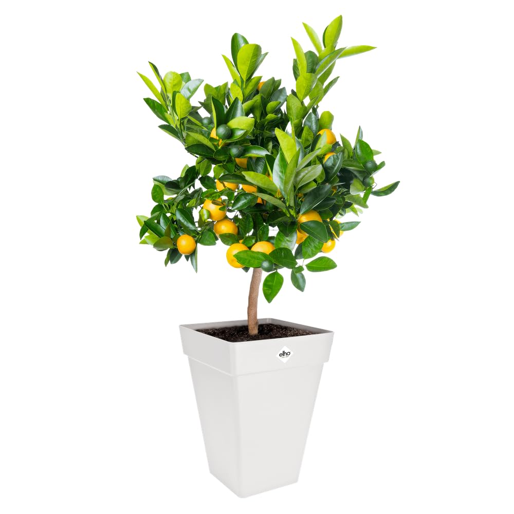 elho Loft Urban Hoch 30cm Blumentopf Weiß eckig