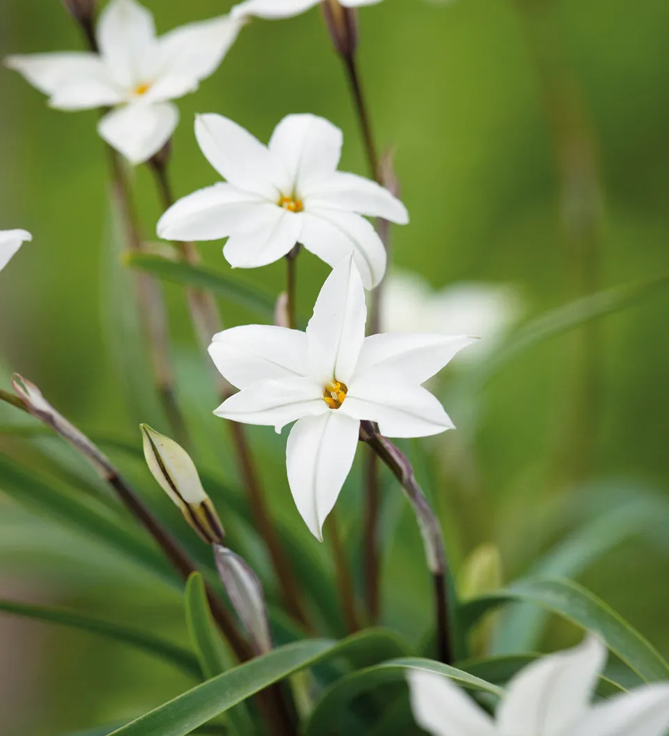 Sarah Raven Ipheion Alberto Castillo Blumenzwiebeln 20 Stück